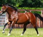 frankel juddmonte