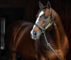 into-mischief-stallion-usa