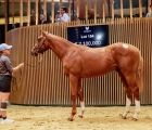 lot-154-brother-to-sottsass-goes-to-japan-arqana-2022