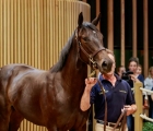 lot 202, Daughter of Wootton Bassett knocked down for €750,000