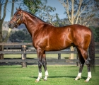 maurice-stallion-jpn