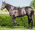 cairo-prince-usa-stallion