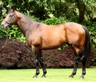 fastnet-rock-stallion