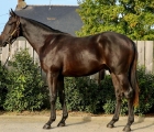 Lot 580 c. Goken x Tadaabeer, Arqana