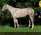 Yearling Razza Vedano