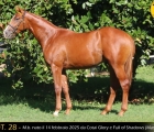 Yearling Razza Vedano