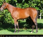 Yearling Razza Vedano