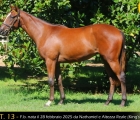 Yearling Razza Vedano