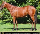 Yearling Razza Vedano