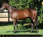 Yearling Razza Vedano
