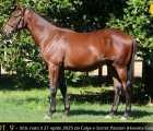 Yearling Razza Vedano