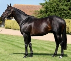 stallion-le-havre