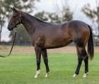 AUS Lot 184 – Toronado (IRE) x Contango Miss filly, VINERY'S INGLIS CLASSIC FILLIES AUS.jpg