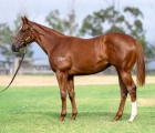 AUS Lot 232 – All Too Hard x Dreamy Belle filly, VINERY'S INGLIS CLASSIC FILLIES AUS.jpg
