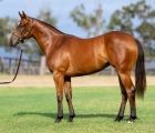 AUS Lot 365 – Bivouac x Islands filly, VINERY'S INGLIS CLASSIC FILLIES AUS.jpg