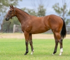 AUS Lot 445 – Zousain x Madame Firetrail filly, VINERY'S INGLIS CLASSIC FILLIES AUS.jpg