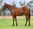 AUS Lot 63 – All Too Hard x Alma’s Angel filly, VINERY'S INGLIS CLASSIC FILLIES AUS.jpg