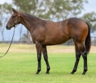 AUS Lot 68 – Ole Kirk x Amaryliss filly, VINERY'S INGLIS CLASSIC FILLIES AUS.jpg