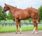 lot-122-star-turn-x-cocoexcel-colt-vinery-stud