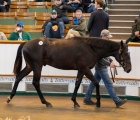 wootton-bassett_park-bloom_print_tattersalls