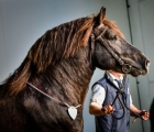 Cavallo agricolo italiano tiro pesante rapido