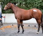 lot-534-invincible-spirit-colt-ex-tamadhor-euro-92-000-goffs-03-11-2021