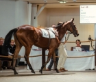 laulne-lot-44-aste-arqana-fra