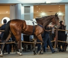 lot-19-shalromy-arqana-sales