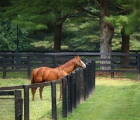 stallion-justify-in-relax