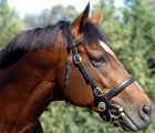 Galileo-sire