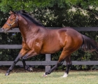 HEADWATER (Exceed and Excel - Riverdove) photographed in his paddock at Vinery Stud.  Photo - Bronwen Healy.  