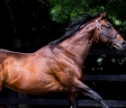 NOTIONS -vinery-stud-20-07-2021