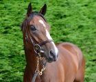 Wood Ranger who sold to Hassan AbdulMalik for €64,000 from Rathbride Stables, Goffs 14 07 2021