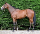 Wood Ranger who sold to Hassan AbdulMalik for €64,000 from Rathbride Stables, Goffs 14 07 2021