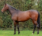 burkina-faso-sold-at-arqana-06-04-2022