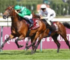 Les meilleurs pur-sang arabes font le spectacle à Deauville