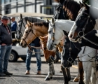 fieracavalli-2022 veronafiere