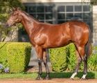 Lot 394 – All Too Hard x Proposal filly, VINERY AUS