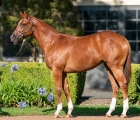 Lot 398 – Exceed And Excel x Pure Beauty filly, VINERY AUS