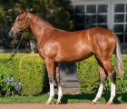 Lot 4 – Dundeel (NZ) x Electric Dreams filly, VINERY AUS