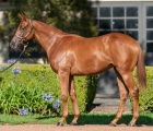 Lot 88 – Zoustar x Graciousness filly, VINERY AUS