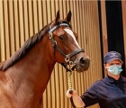 a-daughter-of-toronado-and-a-son-of-mehmas-share-the-top-price-of-the-day-arqana-fra-deauville