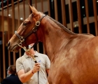 Haras d'Etreham's Dubawi filly tops the second day of the Arqana August Yearling Sale when making €2.4 million to Charlie Gordon-Watson