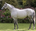 stallion-mastercraftsman-dies-age-18