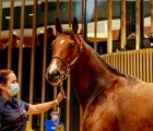 una-femmina-da-kingman-top-price-del-primo-giorno-delle-arqana-14-08-2021