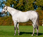 beaumec-de-houelle-at-arqana