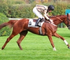 go-fast-du-berlais-lot-450-arqana-sale