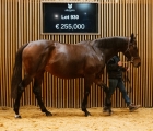 group-winner-la-boetie-joins-haras-de-hotellerie-arqana-25-11-2023