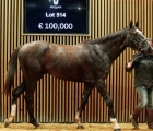 lot-514-lascar-du-mathan-son-of-doctor-dino-arqana-21-11-2023