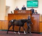 mill-house-stud-blue-bresil-colt-sets-a-new-british-record-for-a-nh-foal-when-selling-for-90.000£ -goffs-doncaster